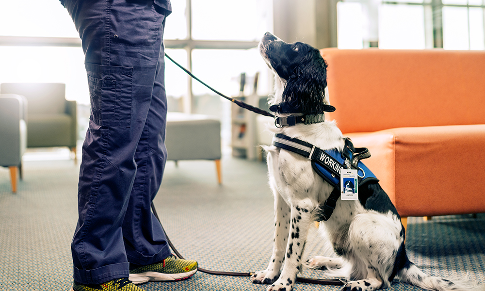 canada-s-top-dogs-eradicating-c-diff-at-vgh-vgh-ubc-hospital